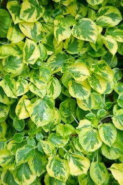 Miranda Climbing Hydrangea - 5 Gallon Pot