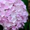 Penny Mac Hydrangea - 3 Gallon Pot