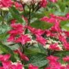 Teller Red Hydrangea - 1 Gallon Pot