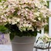 Early Evolution Hydrangea - 1 Gallon Pot