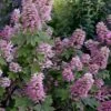 Gatsby Pink Oakleaf Hydrangea - 3 Gallon Pot