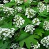 Pee Wee Dwarf Oakleaf Hydrangea - 2 Gallon Pot