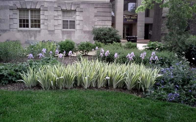 Zebra Variegated Sweet Iris (Iris Pallida 'Albo Variegata') - 1 Gallon Pot - Image 5