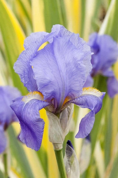 Golden Variegated Sweet Iris - 1 Gallon Pot - Image 4