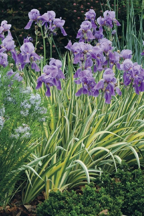 Golden Variegated Sweet Iris - 1 Gallon Pot - Image 7