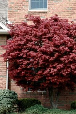 Bloodgood Red Leaf Japanese Maple - 5 Gallon Pot (6-7')