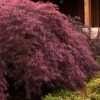 Crimson Queen Dwarf Japanese Maple - 3 Gallon Pot