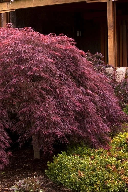 Crimson Queen Dwarf Japanese Maple - 5 Gallon Pot