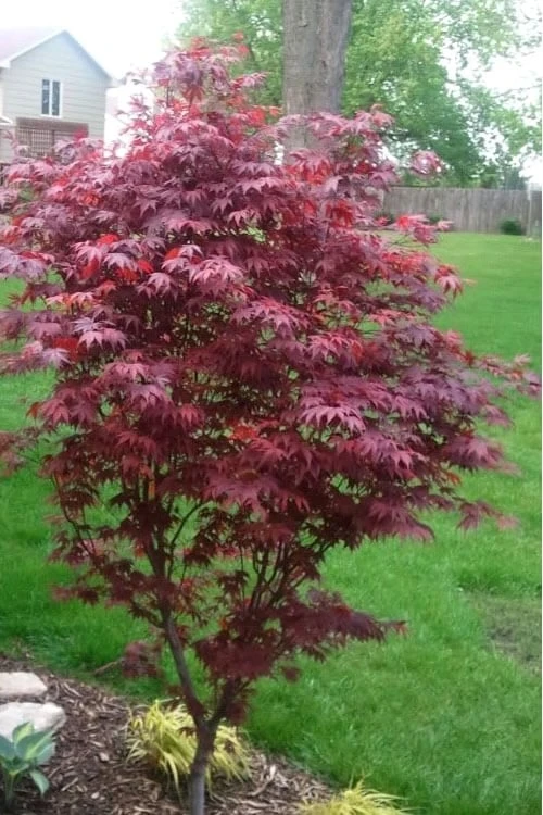 Fireglow Red Leaf Japanese Maple - 5 Gallon Pot (3-4') - Image 5