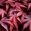 Fireglow Red Leaf Japanese Maple - 3 Gallon Pot