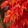 Lions Head Japanese Maple (Acer Palmatum 'Shishigashira') - 2.5 Gallon Pot