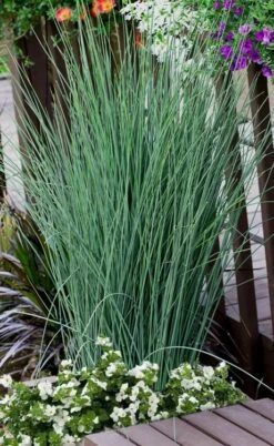 Blue Dart Rush (Juncus) - 5 Pack Of Quart Pots
