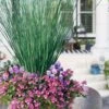 Blue Arrows Rush (Juncus Inflexus) - 5 Pack Of Quart Pots