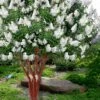 Natchez White Crape Myrtle - 3 Gallon Pot