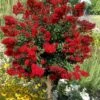 Red Rooster Crape Myrtle Tree (Single Trunk) - 3 Gallon Pot