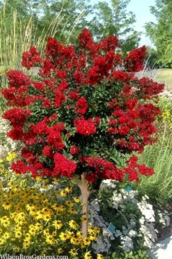 Red Rooster Crape Myrtle Tree (Single Trunk) - 3 Gallon Pot