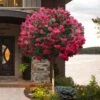 Tonto Red Crape Myrtle - Single Trunk Topiary Tree - 5 Gallon Pot