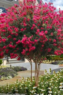 Tuscarora Watermelon Red Crape Myrtle - 7 Gallon Pot (4-5')