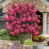 Twilight Magic Crape Myrtle Tree (Single Trunk) - 5 Gallon Pot