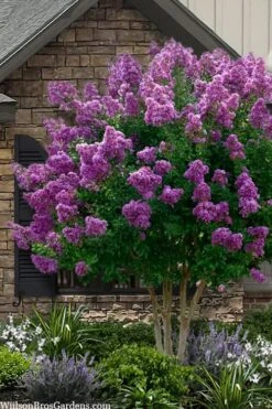 Twilight Purple Crape Myrtle - 5 Gallon Pot