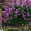 Twilight Purple Crape Myrtle - 1 Gallon Pot