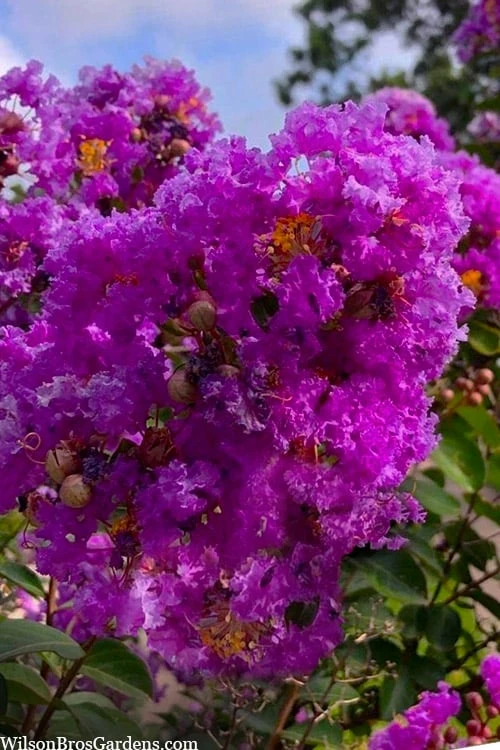Twilight Purple Crape Myrtle (Single Trunk Tree) - 3 Gallon Pot - Image 5
