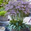 Dazzle Rocks Statice (Limonium) - 1 Gallon Pot