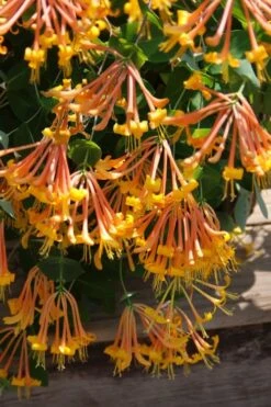 Mandarin Orange Honeysuckle Vine - 5 Gallon Pot