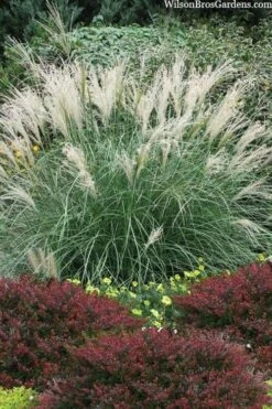 Little Kitten Dwarf Maiden Grass - Miscanthus Sinensis - 1 Gallon Pot