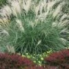 Little Kitten Dwarf Maiden Grass - Miscanthus Sinensis - 2 Gallon Pot