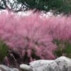 Pink Muhly Grass (Cotton Candy Grass) - 32 Pack Of 1 Gallon Pots