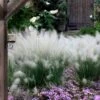 White Cloud Muhly Grass - 10 Inch Pot