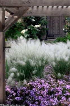 White Cloud Muhly Grass - 10 Inch Pot
