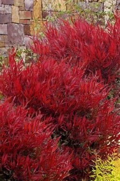 Bonfire Dwarf Nandina (Heavenly Bamboo) - 3 Gallon Pot