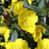 Fireworks Sundrops (Oenothera Fruticosa) - 1 Gallon Pot