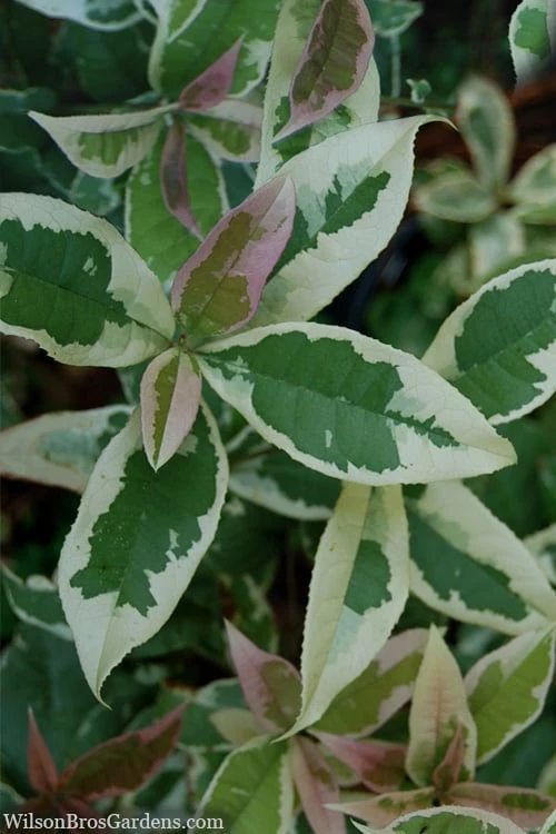 Pink Flush Variegated Tea Olive (Osmanthus Fragrans 'Yinbi Shuanghui') - 6 Pack Of Quart Pots