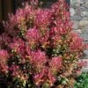 Party Lights Pink Flush Tea Olive - Osmanthus Heterophyllus - 2 Gallon Pot
