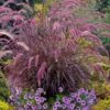 Purple Fountain Grass (Pennisetum Rubrum) - 1 Gallon Pot