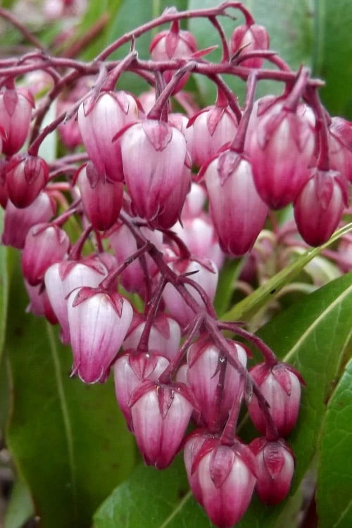 Katsura Pieris - 1 Gallon Pot - Image 5