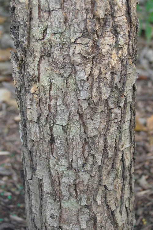 Overcup Oak Tree (Quercus Lyrata) - 3 Pack Of 1.5 Quart Pots - Image 8