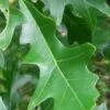Overcup Oak Tree (Quercus Lyrata) - 3 Pack Of 1.5 Quart Pots