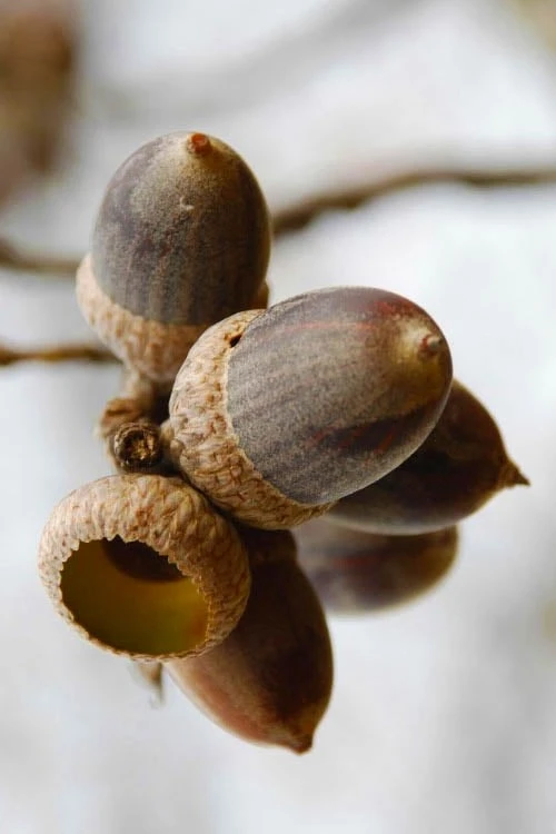 Nuttall Oak Tree (Quercus Nuttallii) - 3 Gallon Pot - Image 7