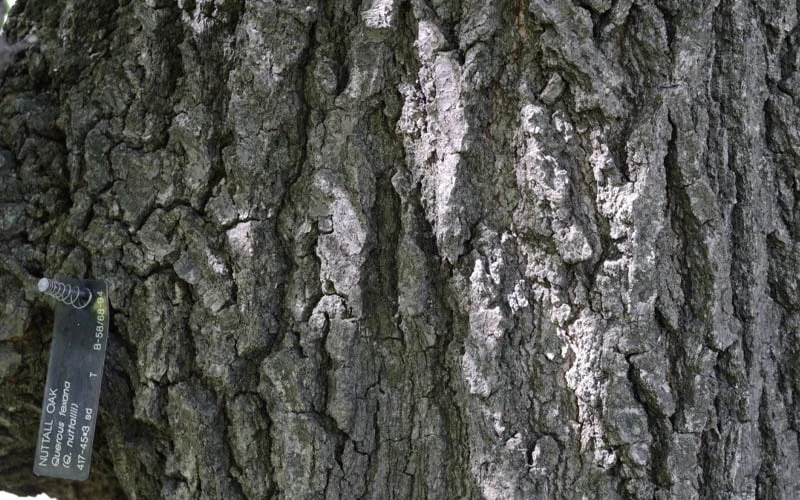 Nuttall Oak Tree (Quercus Nuttallii) - 1 Gallon Pot - Image 8