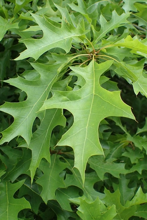 Nuttall Oak Tree (Quercus Nuttallii) - 1 Gallon Pot - Image 5