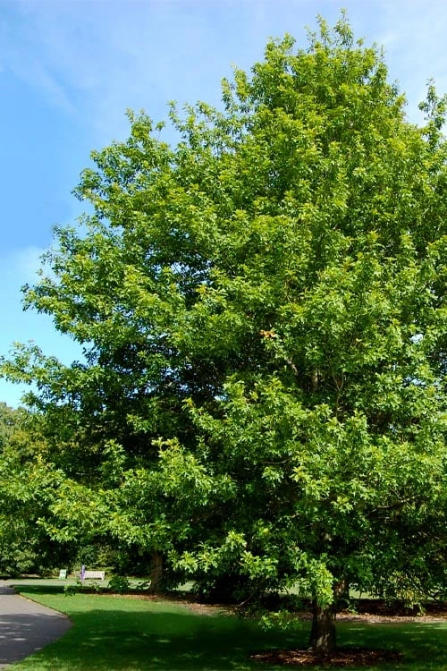 Nuttall Oak Tree (Quercus Nuttallii) - 3 Gallon Pot - Image 4