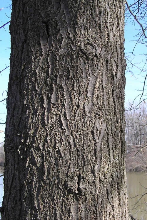 Pin Oak Tree (Quercus Palustris) - 3 Pack Of 1.5 Quart Pots - Image 9