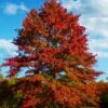 Pin Oak Tree (Quercus Palustris) - 3 Gallon Pot