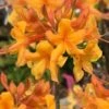 Kate Native Azalea (Rhododendron Hybrid) - 3 Gallon Pot