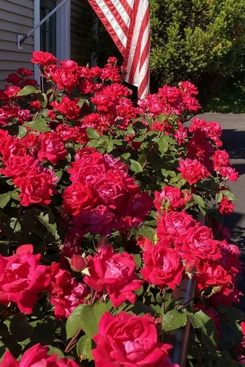 Red Double Knock Out Rose - 5 Gallon Pot - Image 6