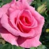 Brindabella Pink Princess Shrub Rose - 2 Gallon Pot